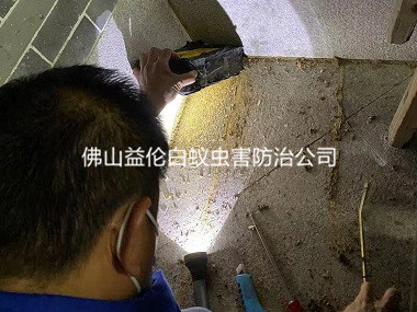 禅城房屋祠堂白蚁防治